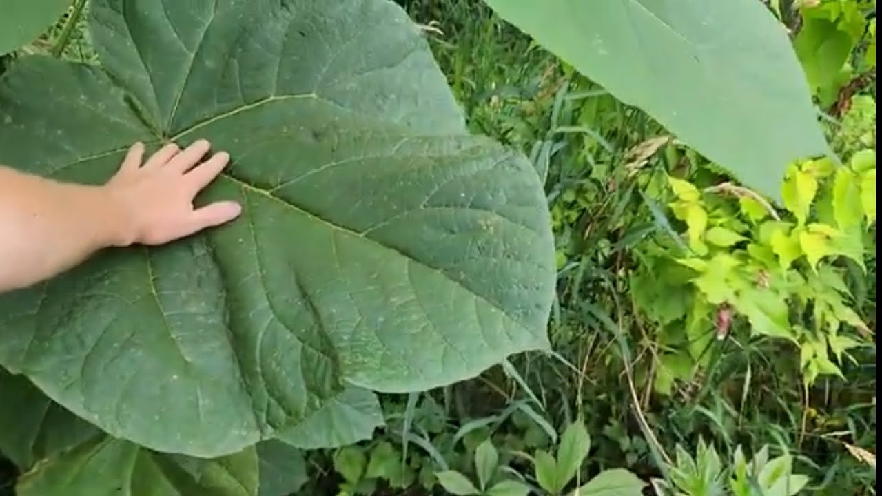 7 year old Dinosaur garden plants Zone 8b PNW. Empress Tree Paulowania Tomentosa Foxglove Tree.