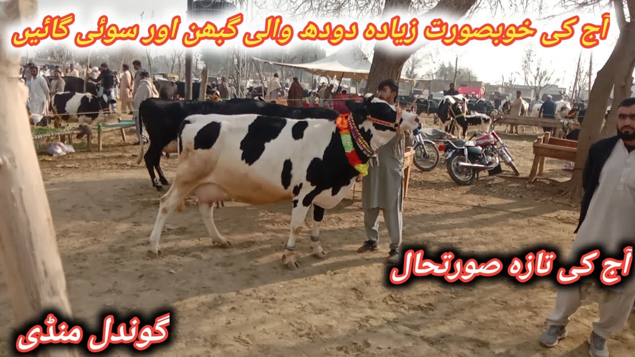 Beautiful 1st And 2nd Timer Pregnant And Milking Cows Fresh Update Today At Gondal Maweshi Mandi 