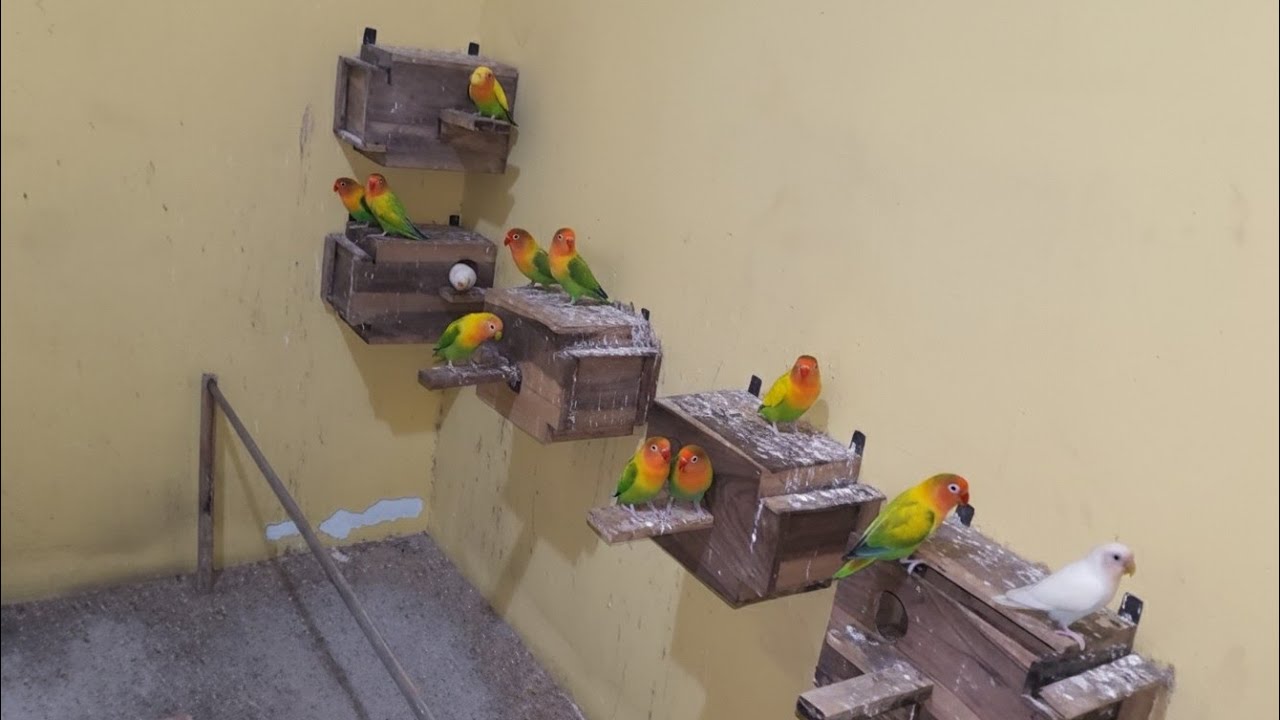Aku masih Ternak Lovebird 