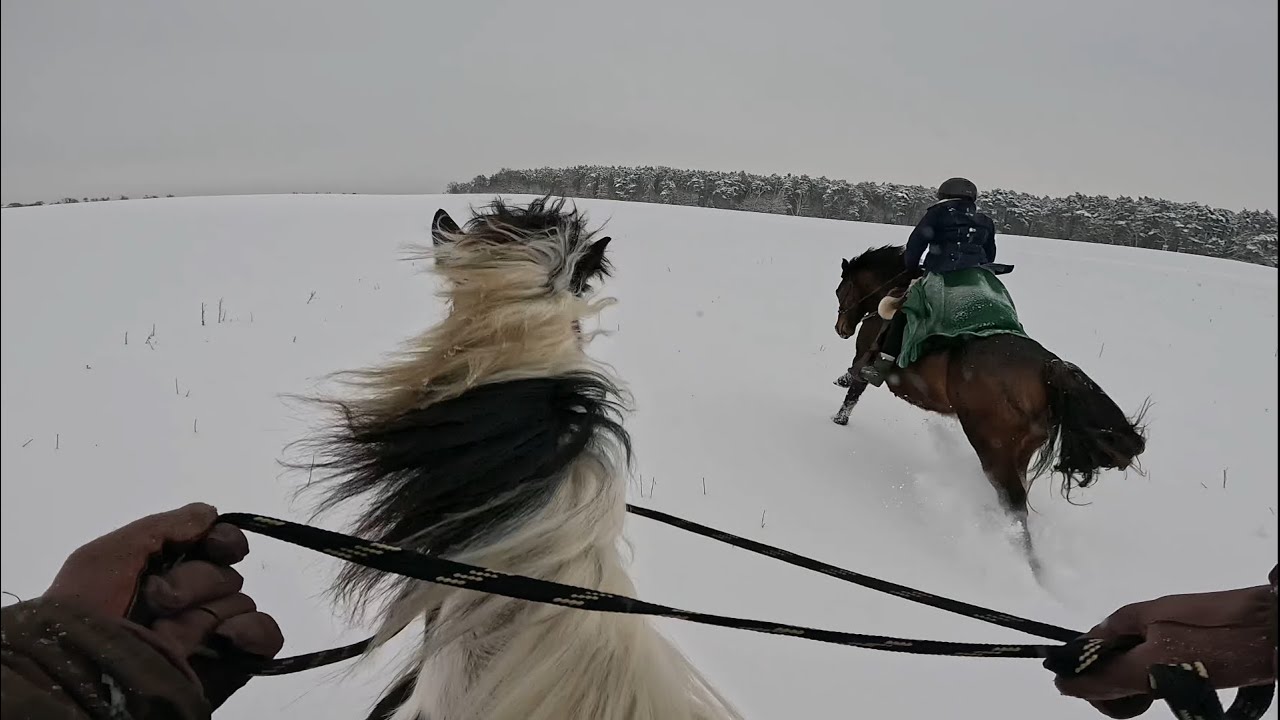 3,5 hodinová vyjížďka zasněženým lesem❄️🌲  ~ Black & Monty ~
