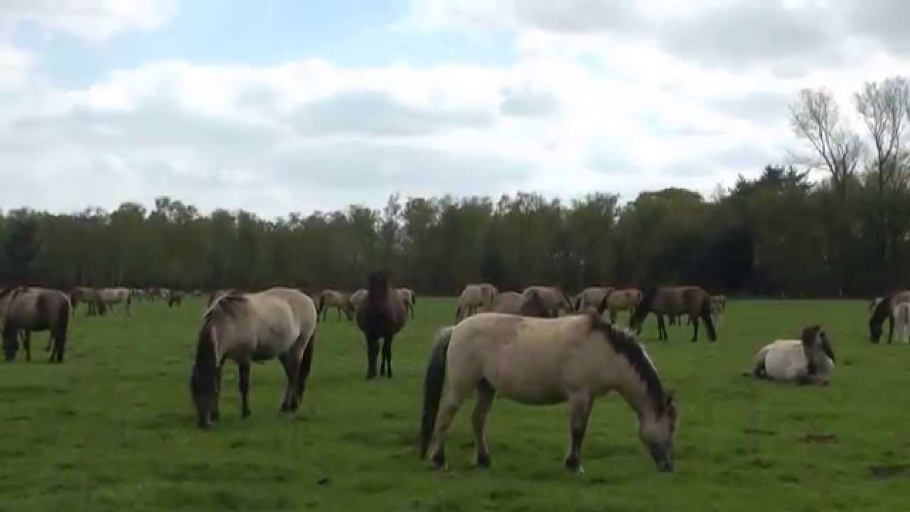 Dülmener Wildpferde im Merfelder Bruch 13.4.2014!
