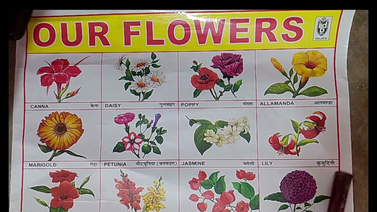 फूलों के नाम | Flower Name in English | Kids Study