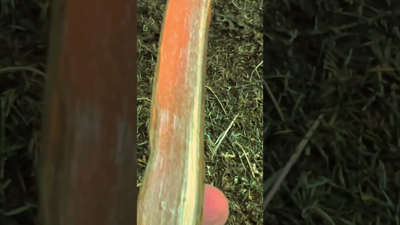 Solo winter Camping Under A DD Tarp