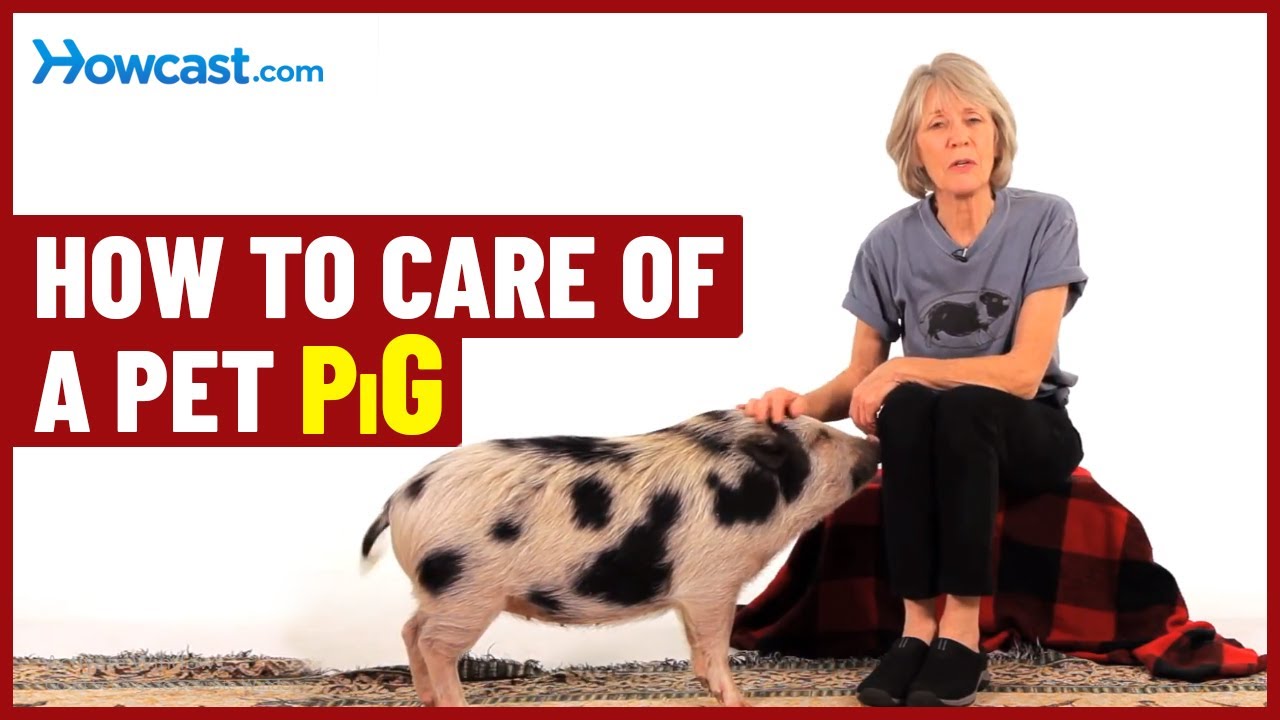 How to take care of a pet pig #shorts