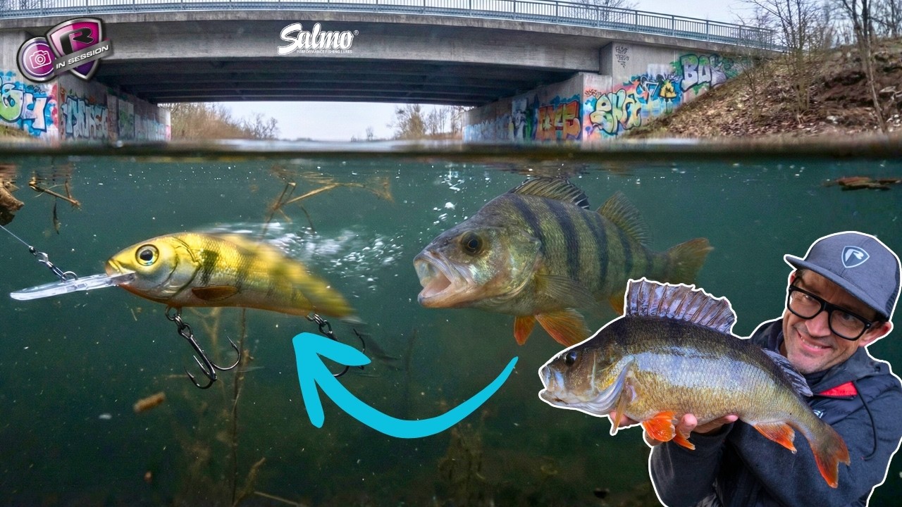 Ловля окуня на воблеры: простые зимние поклёвки | Рыбалка на искусственные приманки с Ником Маршем