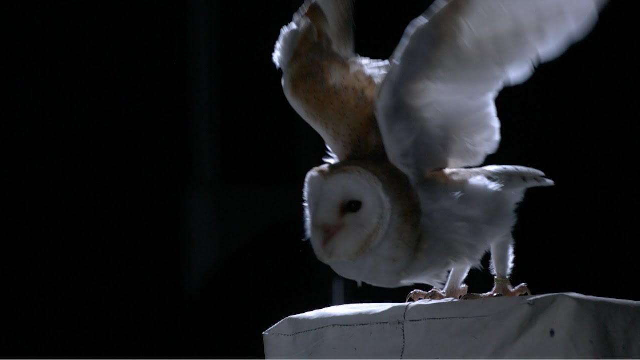 The silent flight of an owl - Natural World: Super Powered Owls Preview - BBC