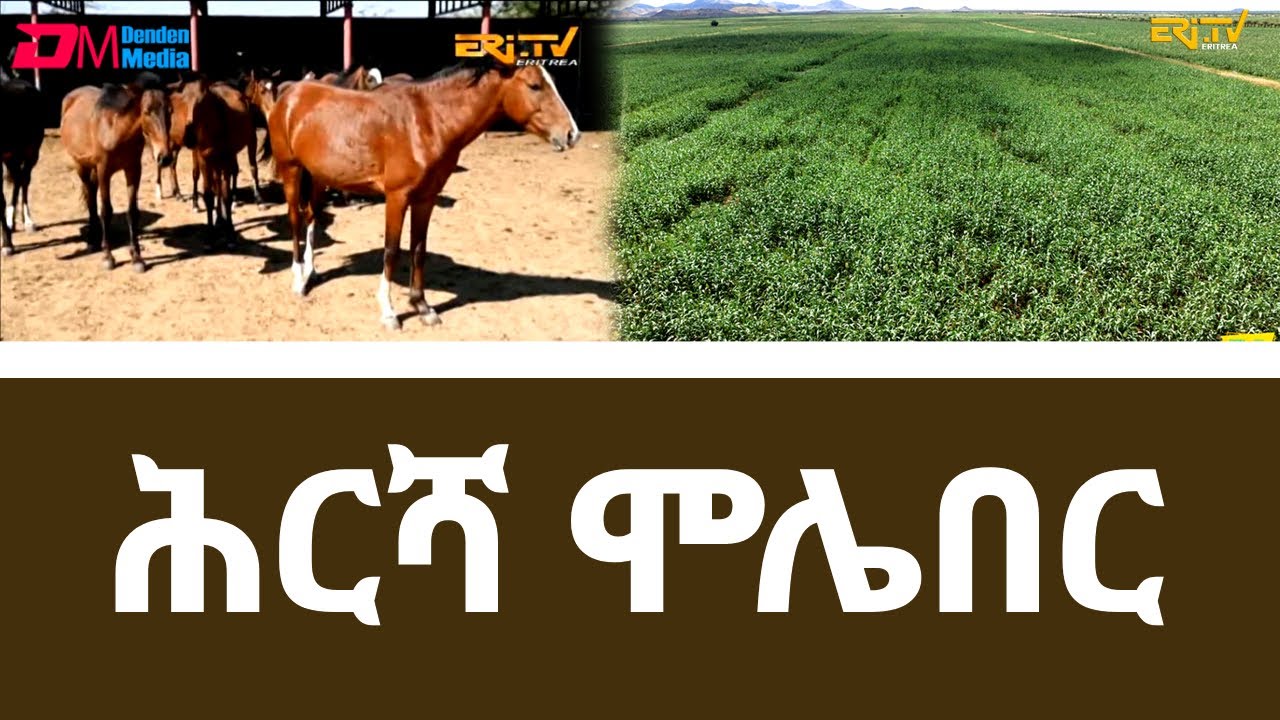 ሞሌበር ብስራሕ - ንዝበለጸ ጽባሕ - መደብ መኣዝን ልምዓት | meazin limeat - Agricultural project at Molieber - ERi-TV