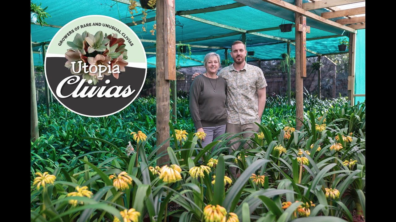 Clivia interspecific talk with Carrie and Luke