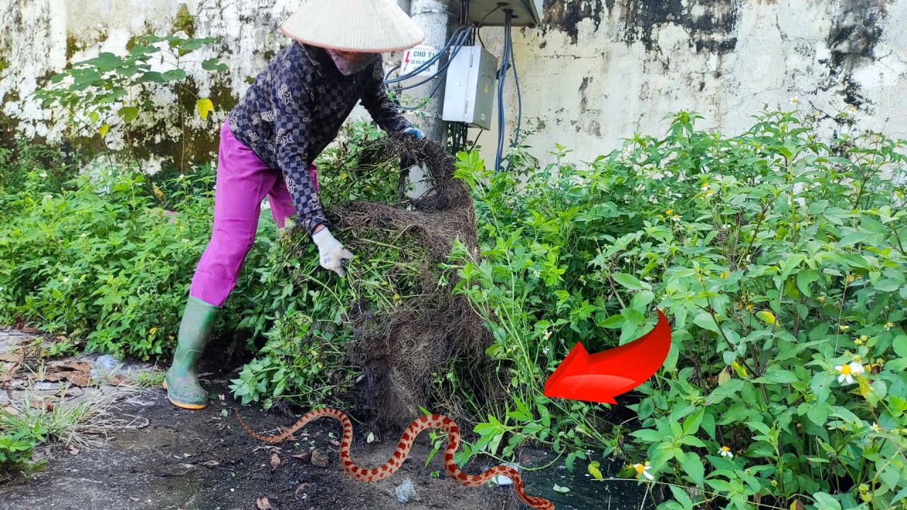 Danger, there are snakes in the overgrown grass near the walkway. Clear the overgrown grass.