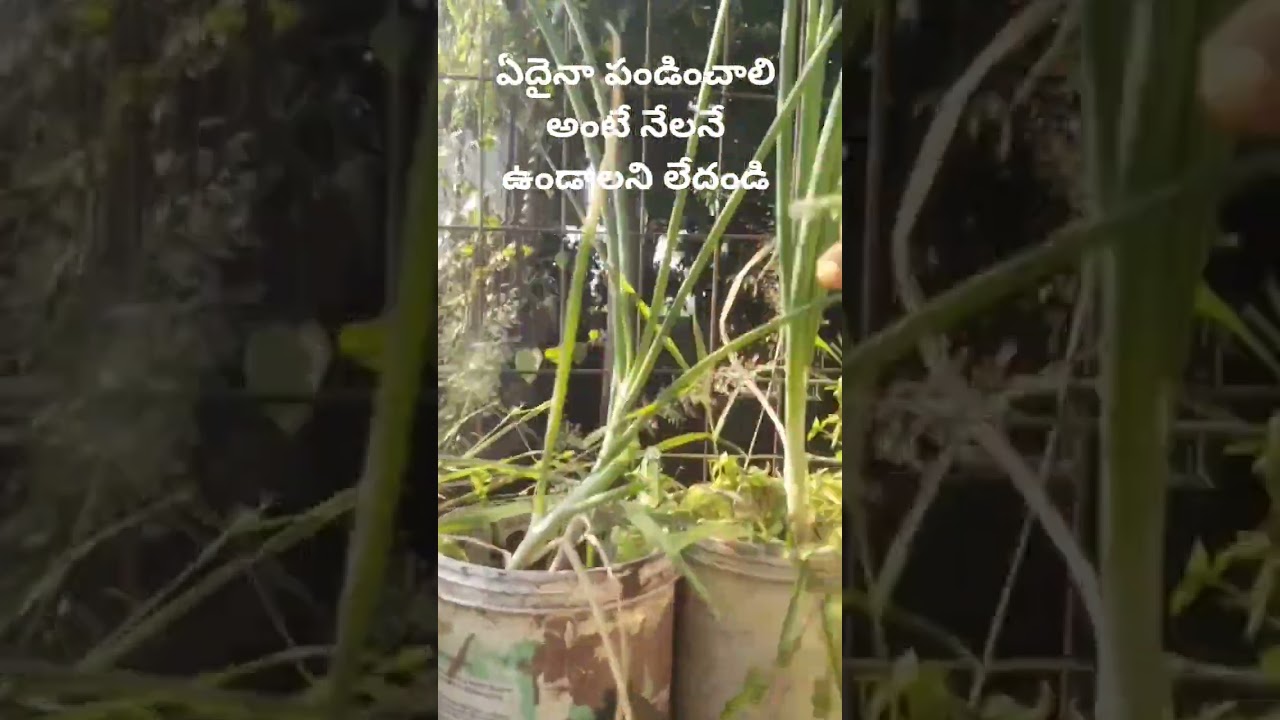 spring onions harvesting myhomegarden #organicfarming