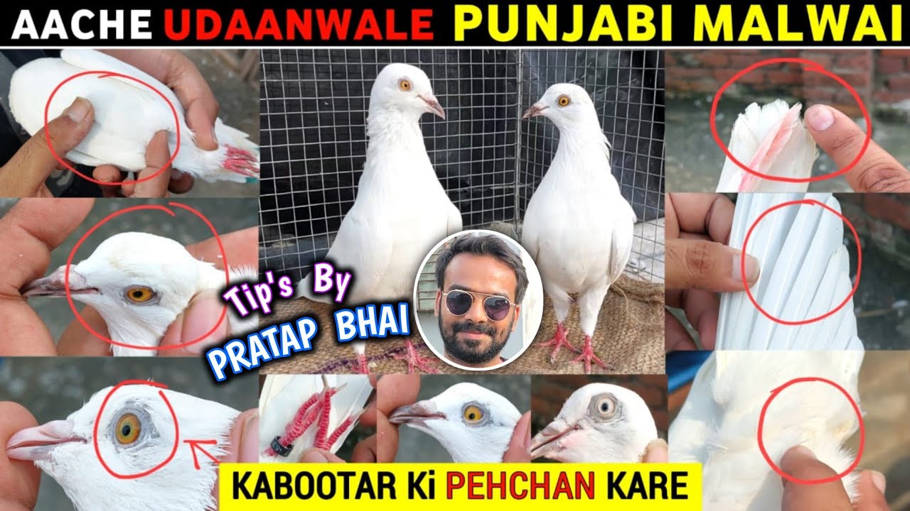 Aache Punjabi Malwai Kabootar Ki Pehchan | Identify Original Highflying Malwai Pigeon by Pratap| P-2