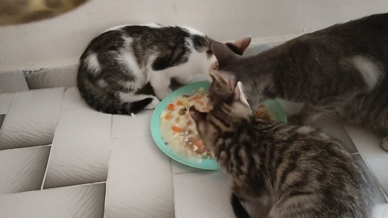 Evde kedi mamasi nasil yapilir? Kedilerim bayildi istahla yediler😻