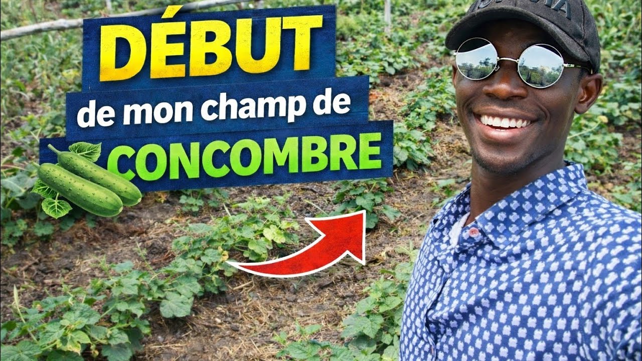 Je lance un nouveau champ de concombre 😱