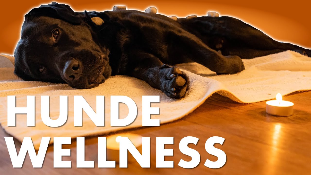 Cedric der Labrador - 146 | Hunde-Wellness