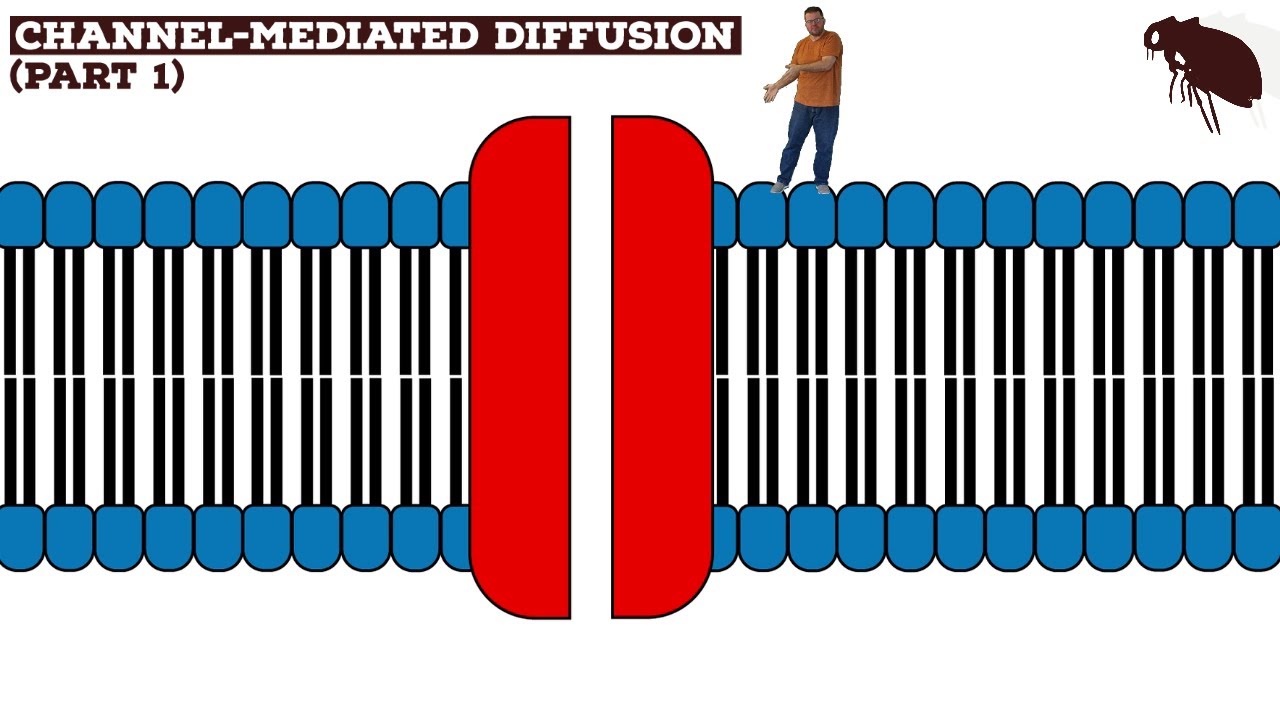 Channel-Mediated Diffusion (Part 1)