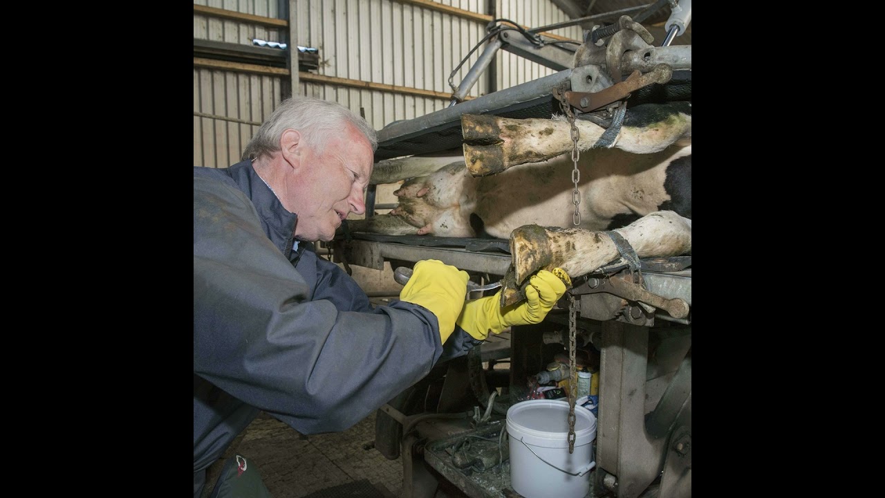 Lameness: its cause and appropriate treatment strategies