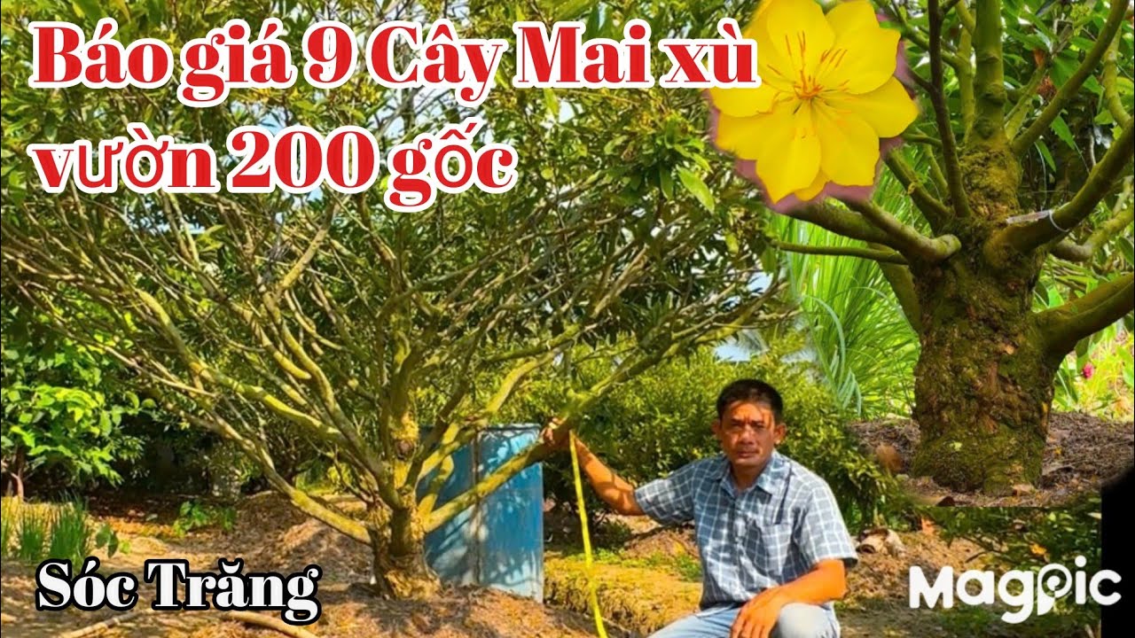 A Thọ💥 0932863469 💥 GL lô Mai vàng full xù tại vườn mai hơn 200 gốc ở Sóc Trăng.