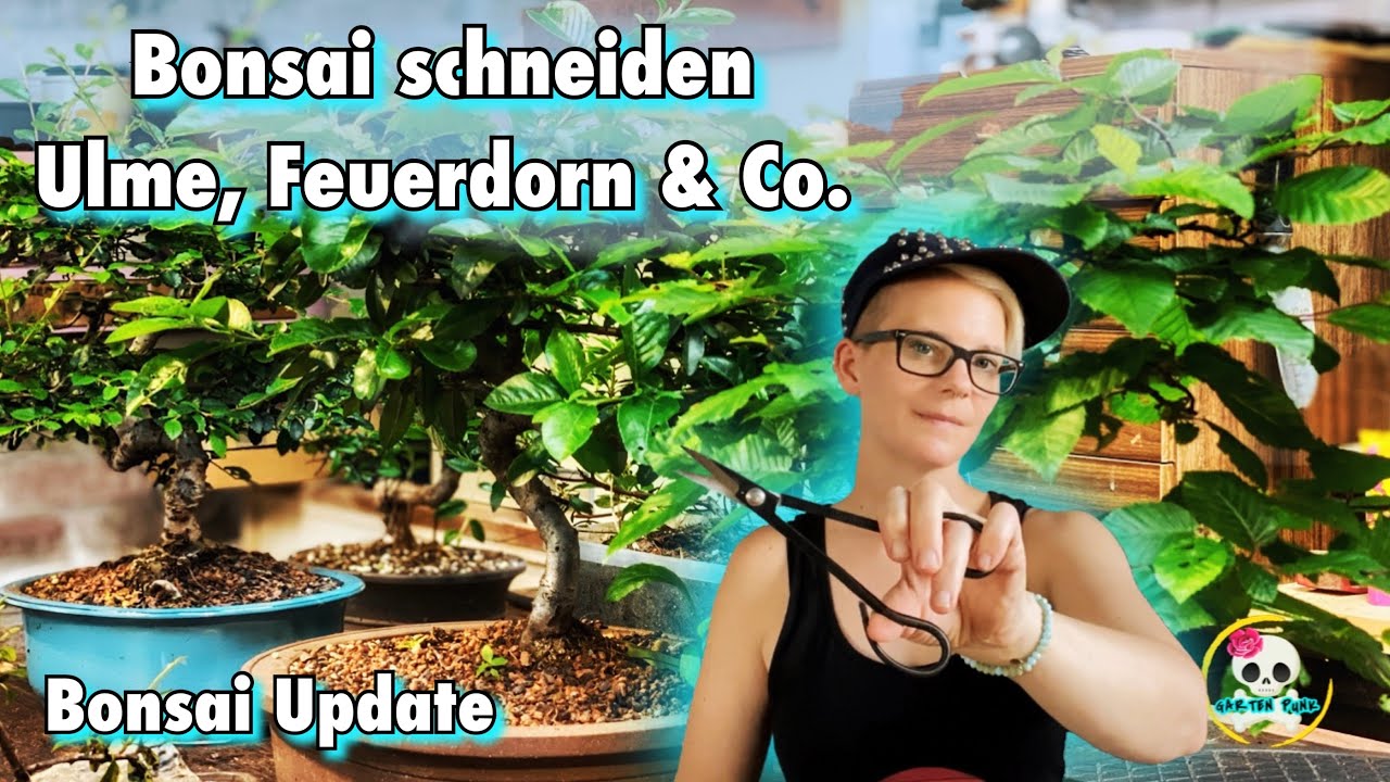 Bonsai schneiden / Bonsai für Anfänger | Ein paar meiner Bonsai brauchten einen neuen Formschnitt