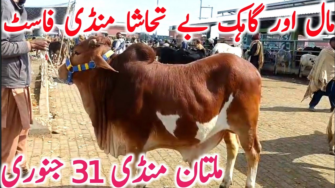 Today Multan Cow Mandi 2026 | Cholistani Sahiwal & Brahman Cows | Global Village Farming