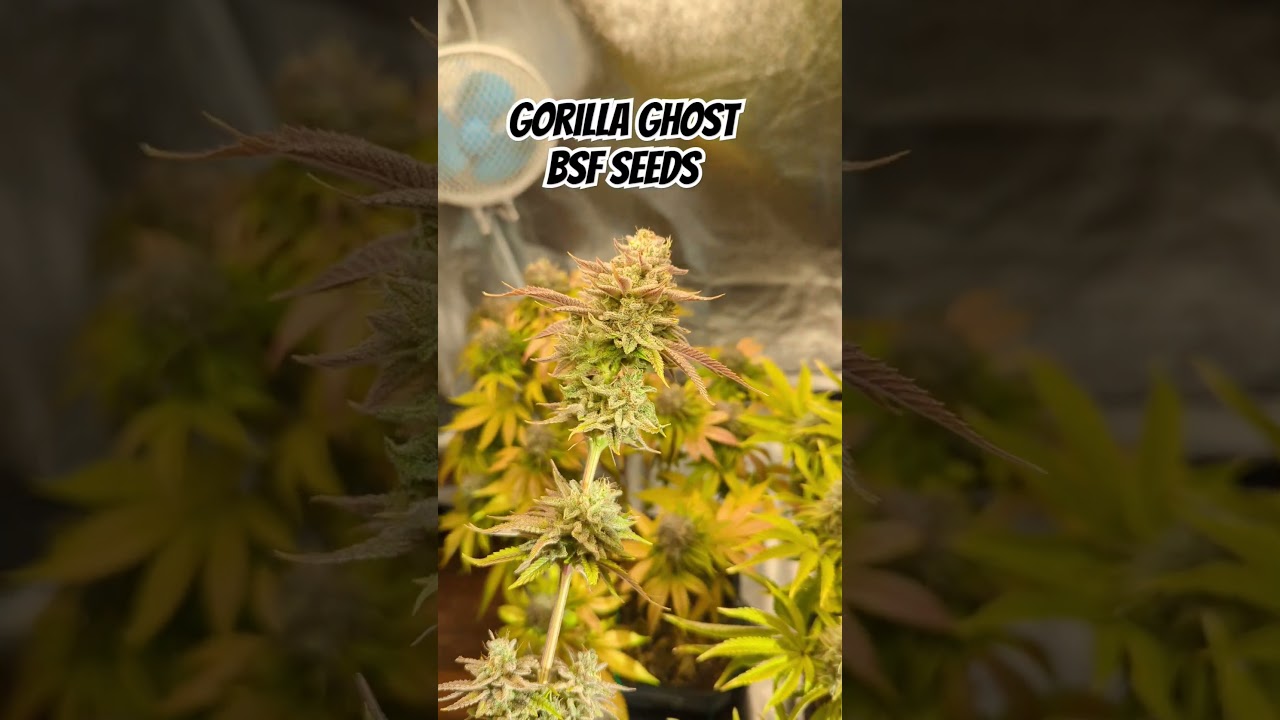 Gorilla Ghost - BSF Seeds