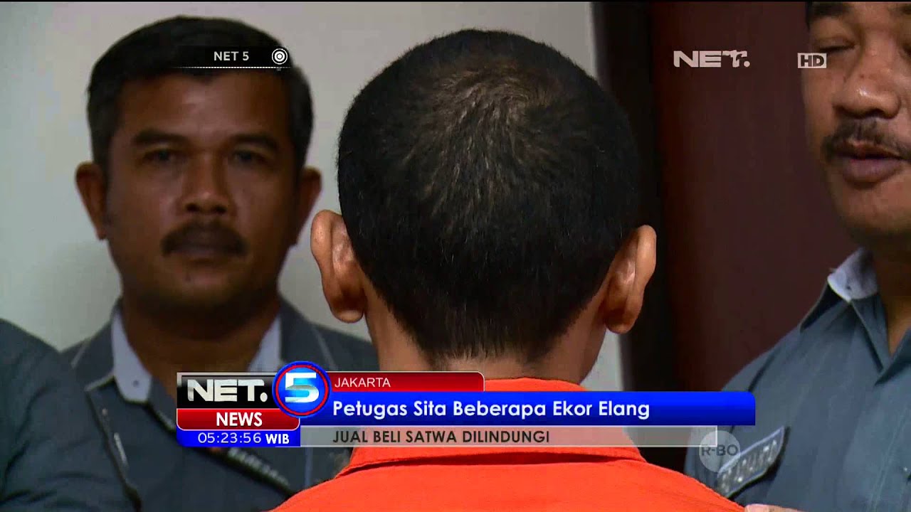 Bareskrim Polri Berhasil Menangkap Pelaku Jual Beli Satwa Langka - NET 5