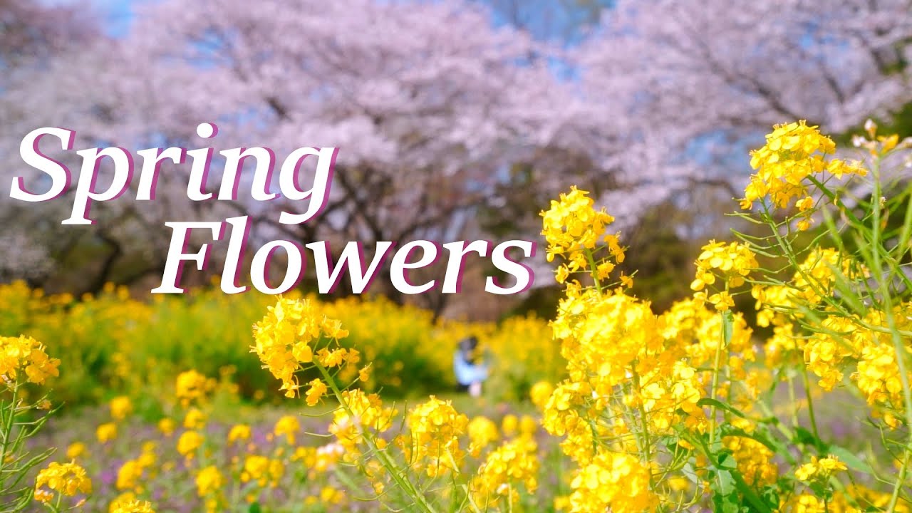 Spring flowers  Cinematic SONY a7c｜TAMRON 28-75mm /F2.8 Di III RXD｜ ZHIYUN WEEBILL S ジンバル｜PP10 HLG