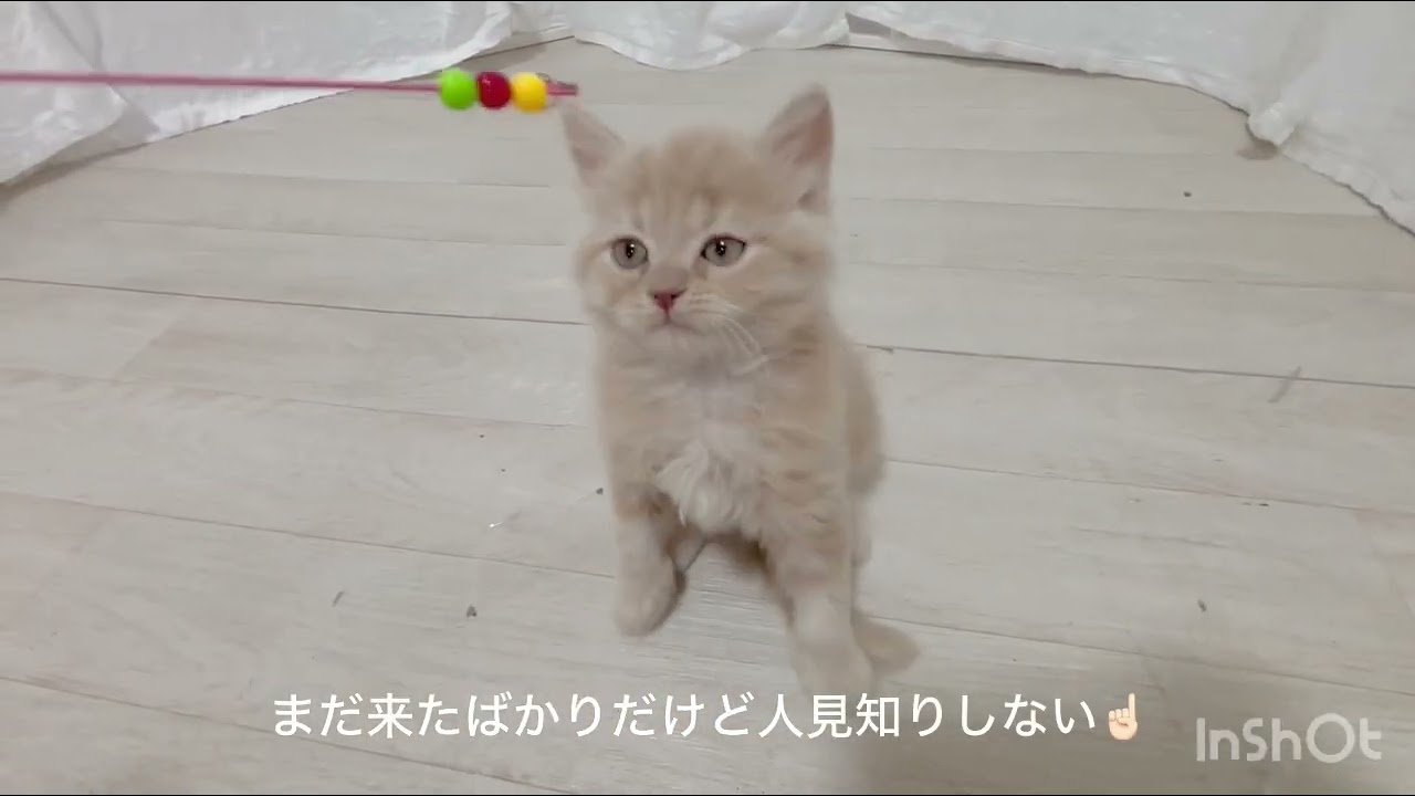 スコティッシュフォールドの男の子🌟