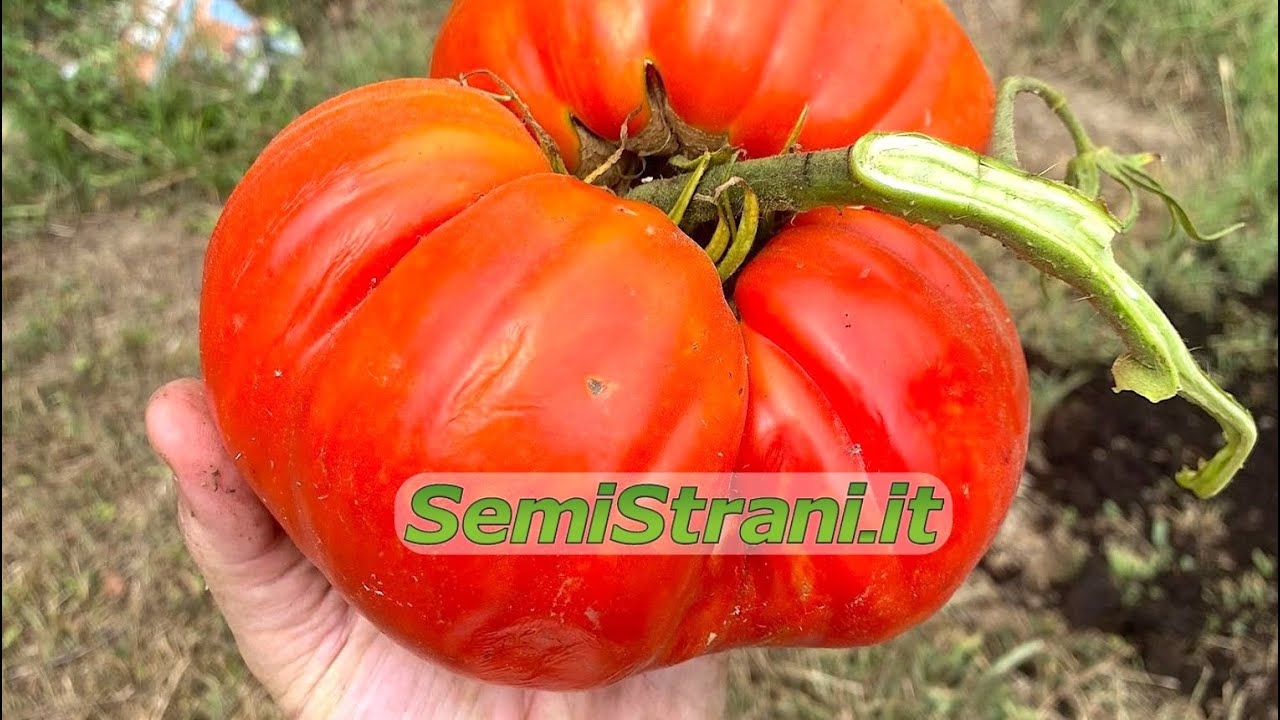 SemiStrani.it - Pomodoro Gigante Zac da Competizione / Zac Giant Tomato for Competition