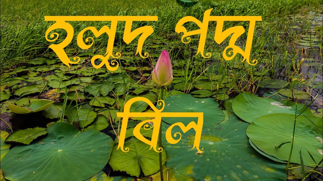 হলুদ পদ্ম বিল। Rs Rakib Vlogs।