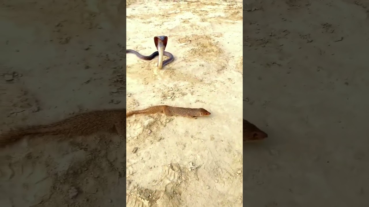 Snake 🐍 skills #snakebite #trending
