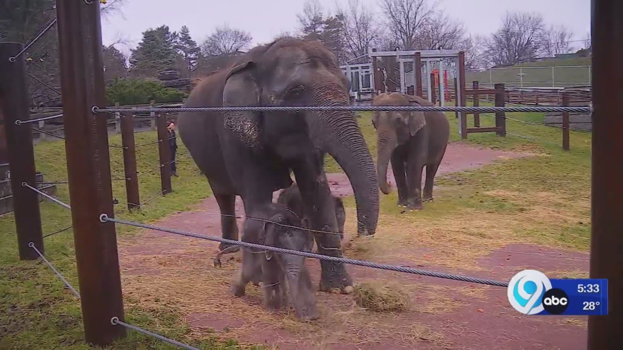 Miracle elephants at the Rosamond Zoo