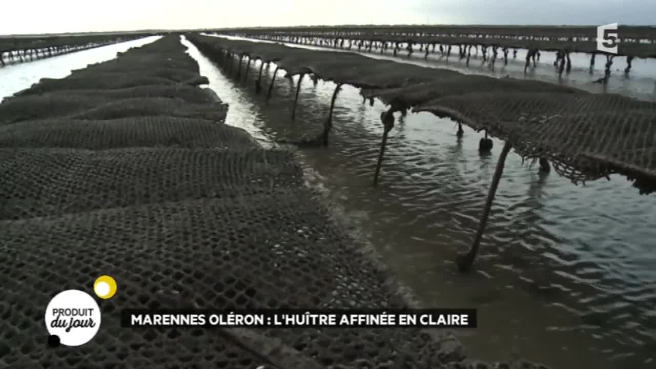 Marennes Oléron : l'huître affinée en claire !