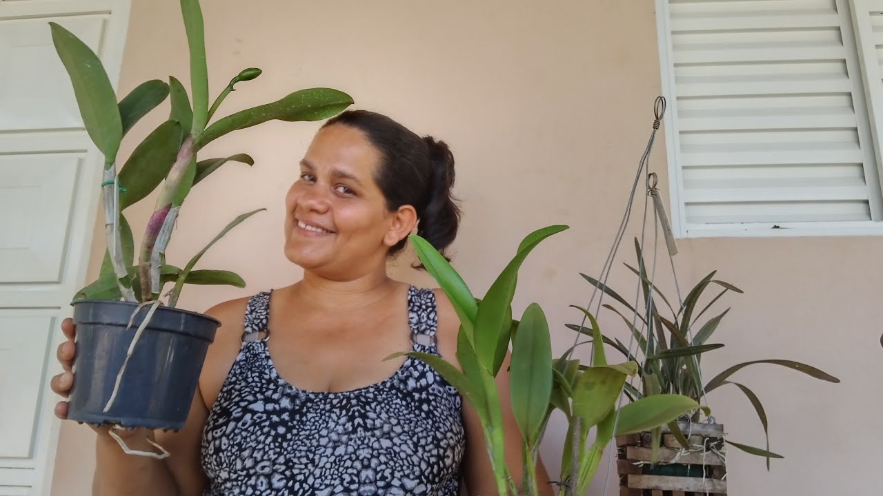 Como regar as orquídeas na pedra brita