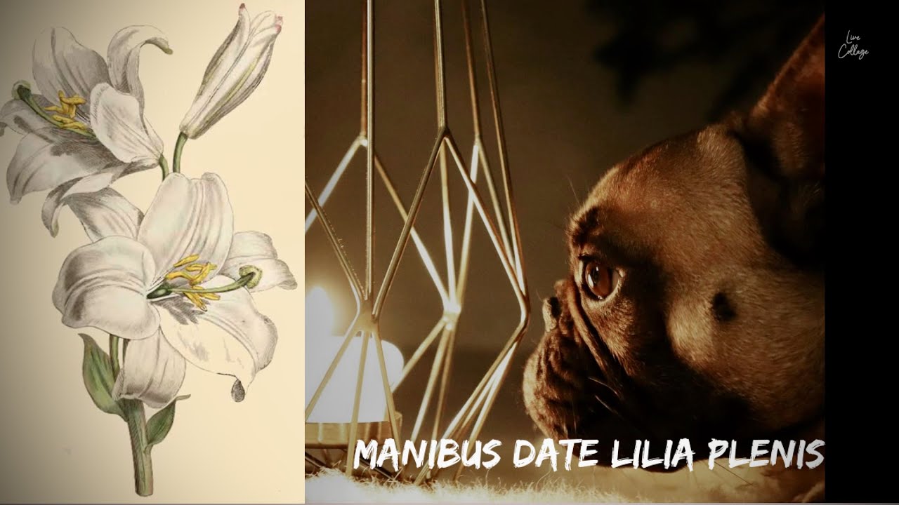 Manibus Date Lilia Plenis