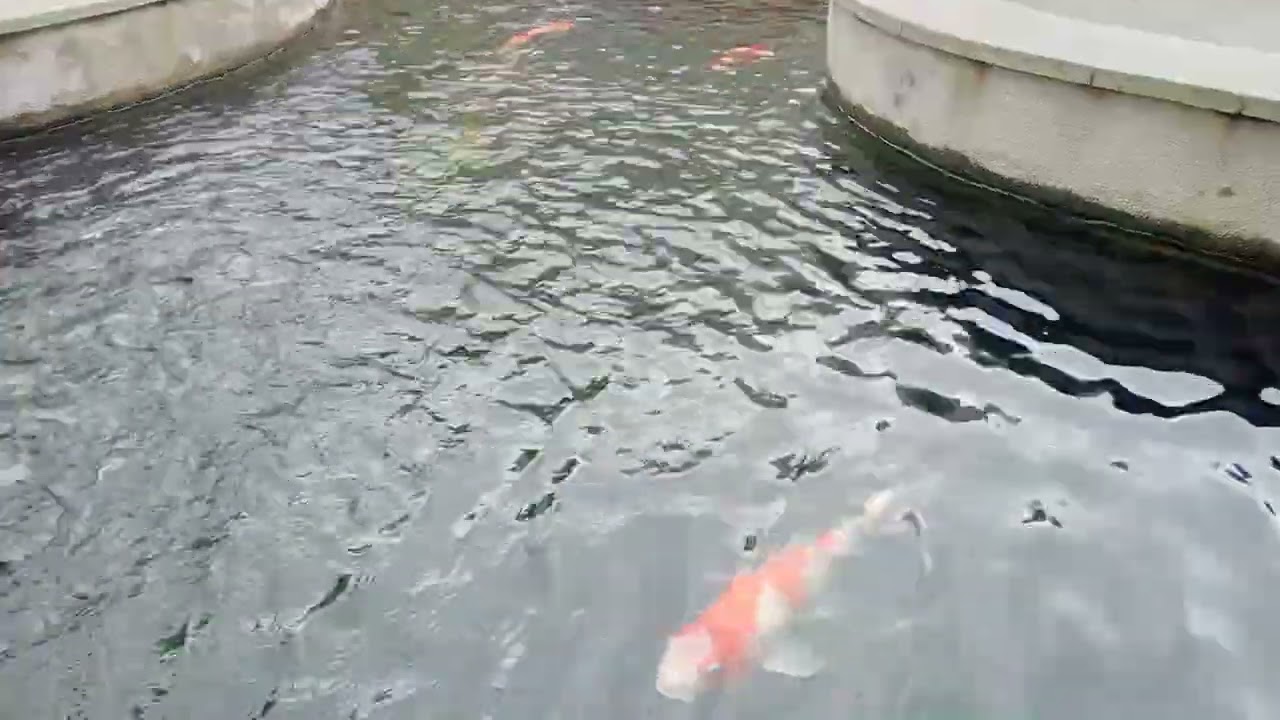 Ikan Koi Ikan Hias Kolam Summaba #ikanhias #ikankoi #koifish #koi #fish #ikankoidikolam #shortvideo