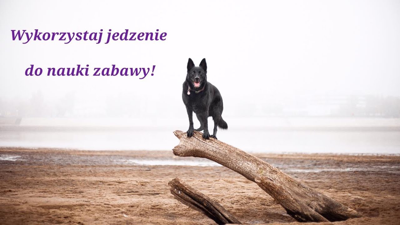 Jak nauczyć psa zabawy szarpakiem, gdy nic innego nie pomogło? Trener opowiada #13