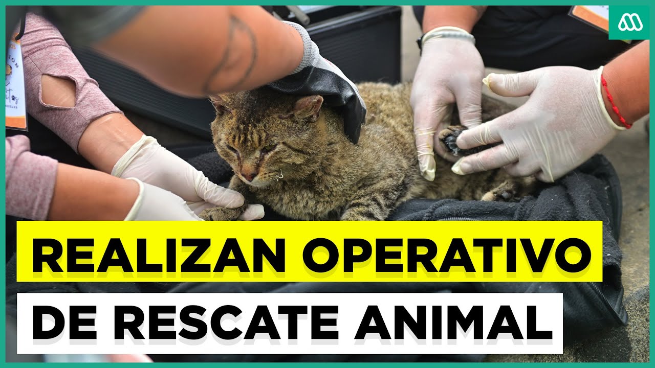 Realizan operativo veterinario de rescate animal