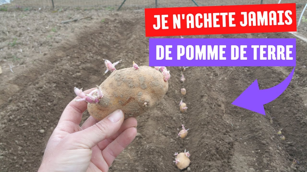 COMMENT PLANTER CORRECTEMENT ses  pomme de terre 🥔