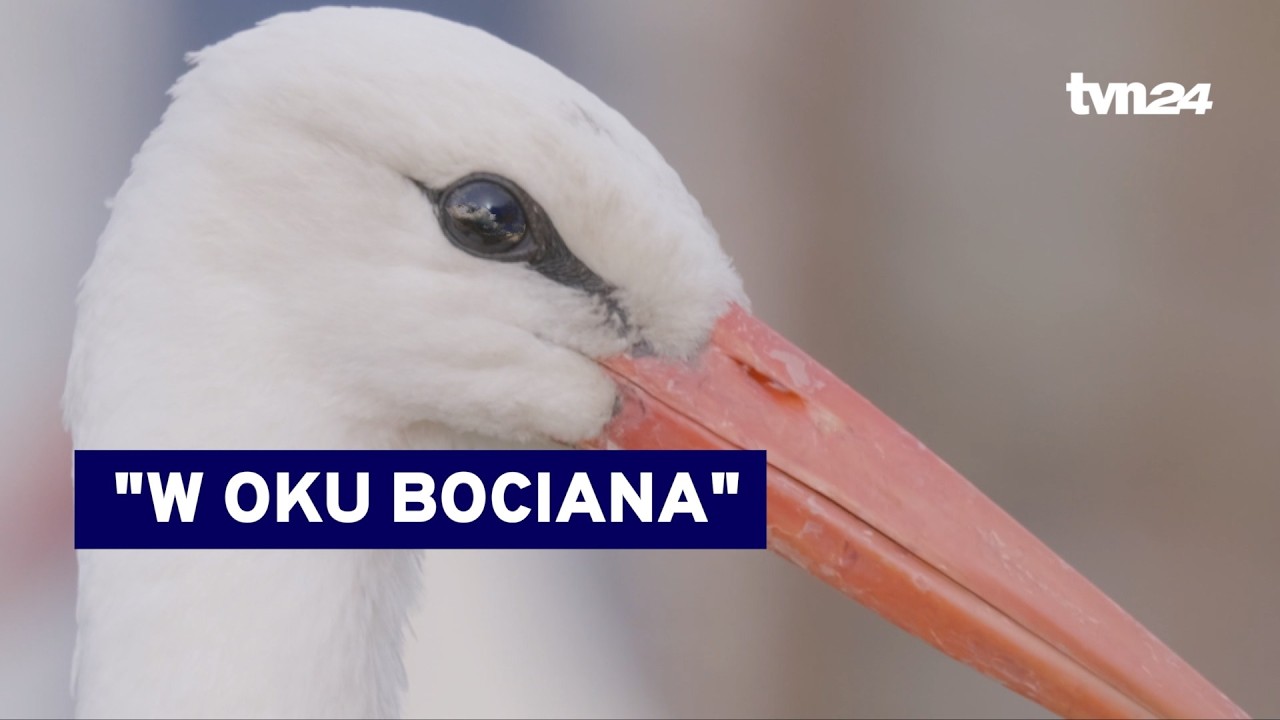 Świat z perspektywy bociana. 