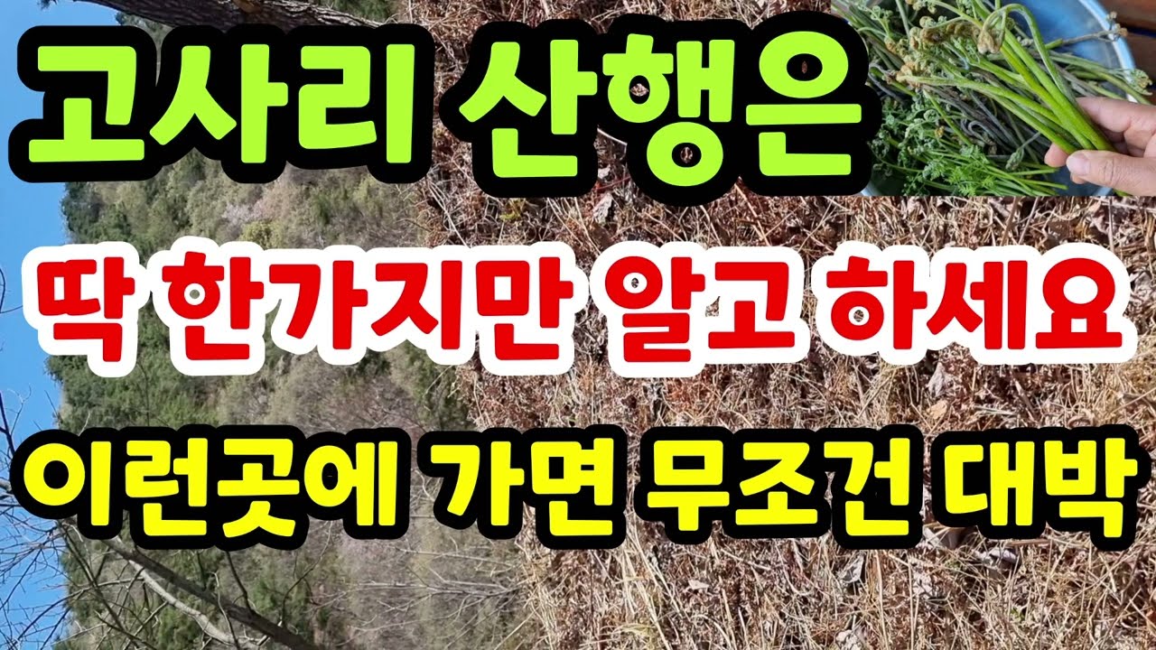 고사리수확 이런 산을 찿아 가면 무조건 대박 고사리가 많이있는 산 알아보는법 고사리 수확시기#고사리삶는법#고사리수익#고사리재배#고사리나물#고사리산행