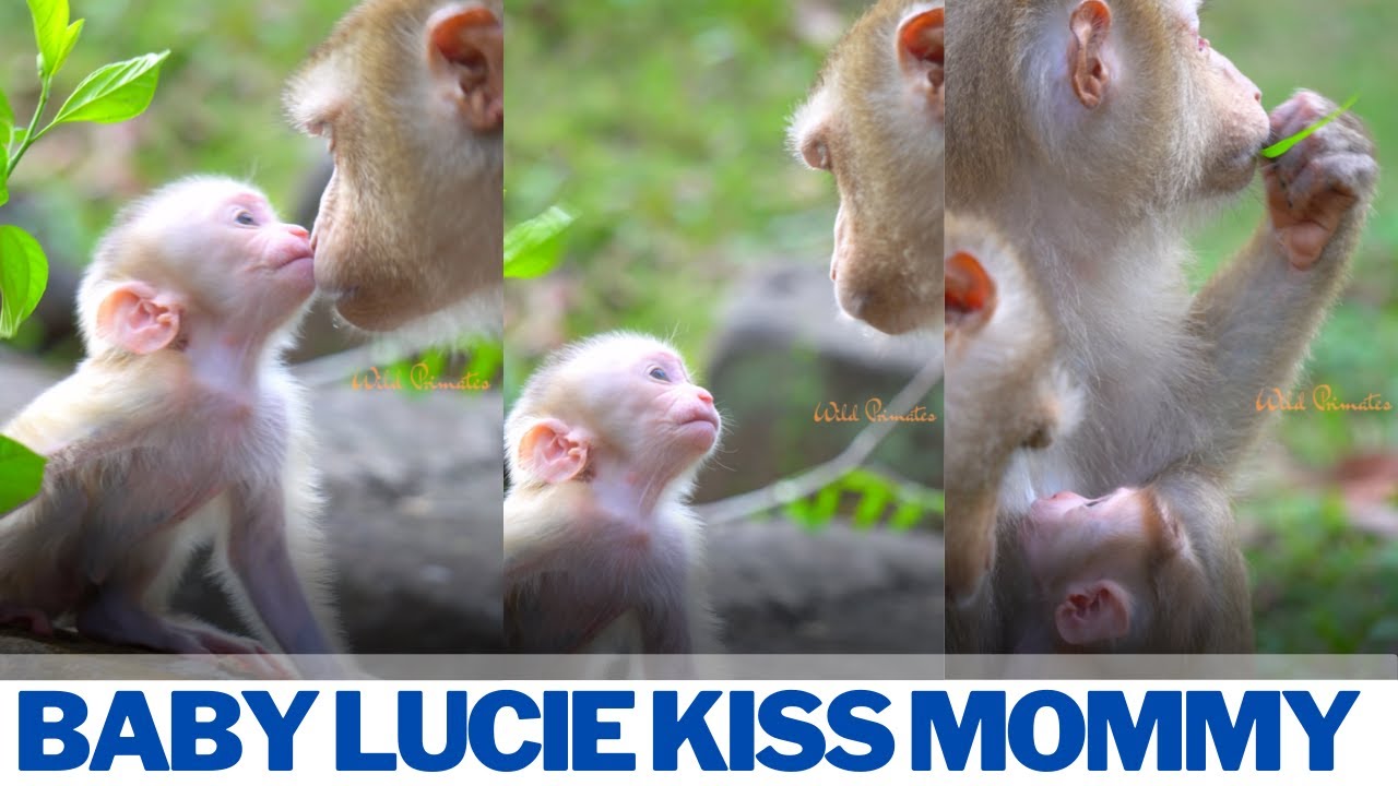 Monkey Lucie kisses mommy Luna so precious moment | Wild Primates Photography