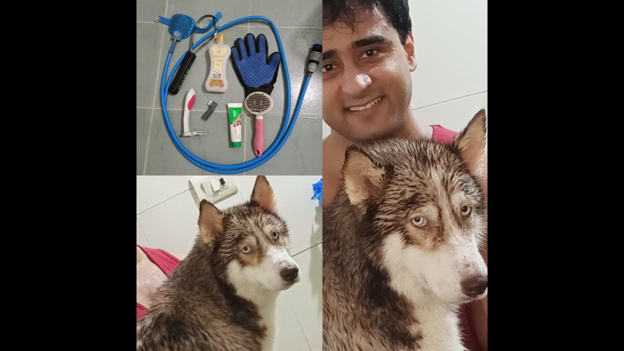 HOW TO DO DESHEDDING,BRUSHING,BATHING AND DRYING PROCESS FOR HUSKY AT HOME IN LOCK DOWN