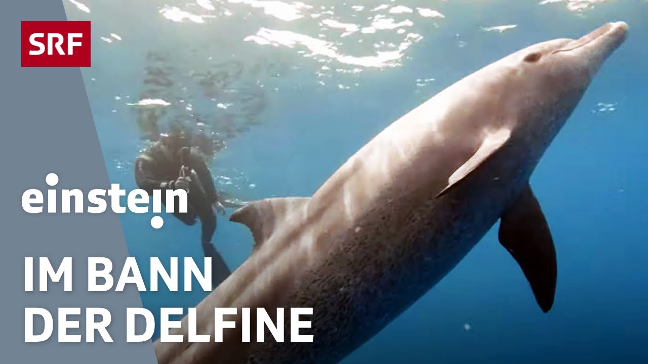 Delfine: Anmutig, intelligent und gefährdet | Einstein | SRF Wissen