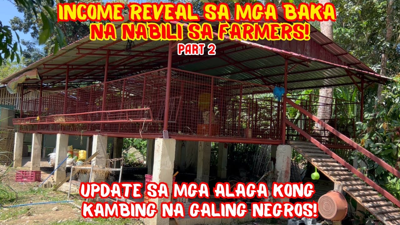 INCOME REVEAL SA MGA BAKA NA NABILI SA FARMERS! | UPDATE SA MGA ALAGA KONG KAMBING NA GALING NEGROS!