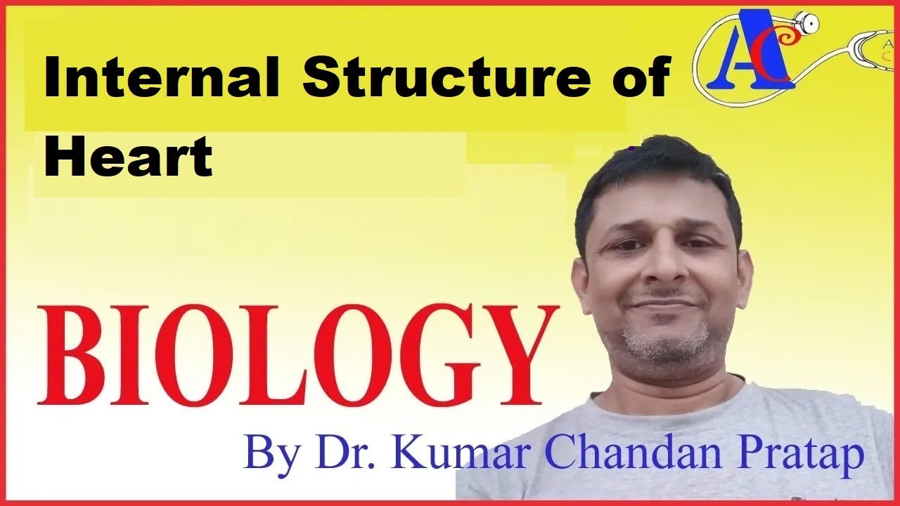 Internal Structure of Heart