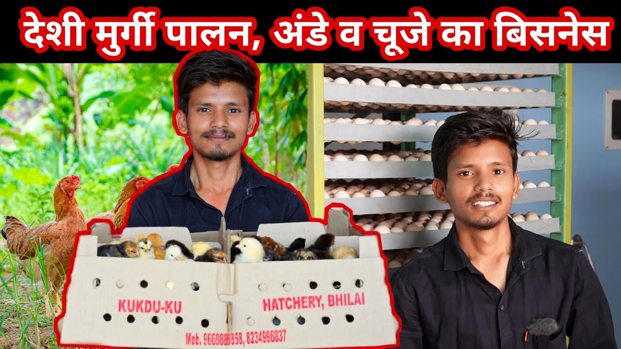 सोनाली देशी मुर्गी पालन । सोनाली व कड़कनाथ के अंडे व चूजे KuKDu'Ku Hatchery and Poultry farm पर ।