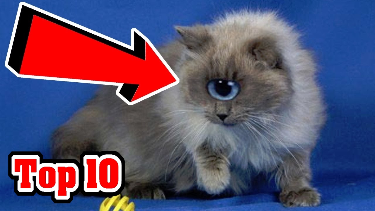 Top 10 Most UNUSUAL CAT Breeds