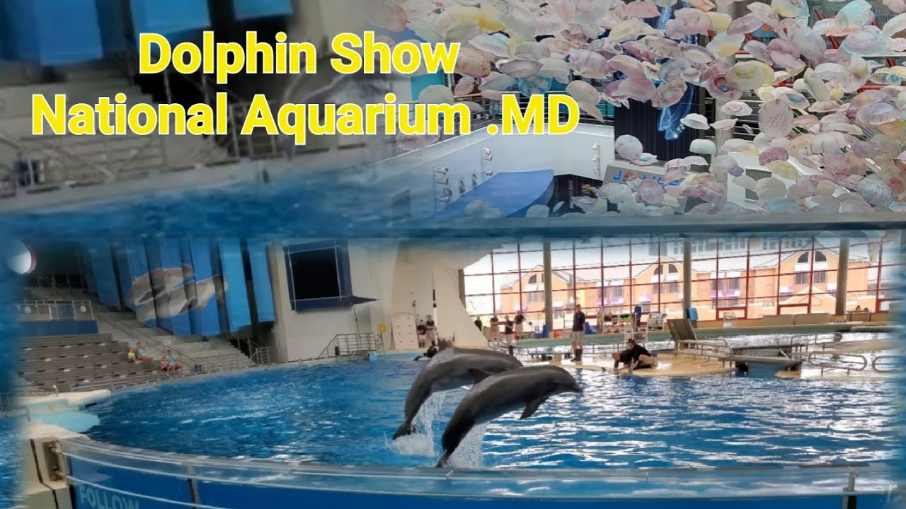 Dolphin Show | National Aquarium Baltimore 2021| BREIF HISTORY about dolphins