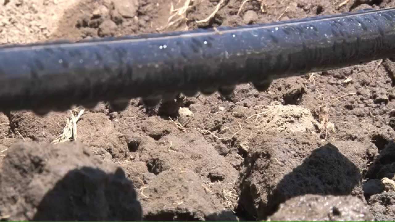 Subsurface Drip Irrigation - Kansas State University
