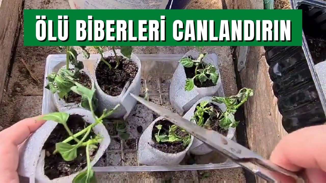 ÖLÜ BİBERLERE CAN VERİN #biber #budama #gübreleme #organiktarım